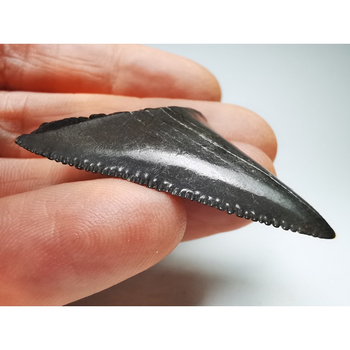 Dent fossile du GRAND REQUIN BLANC : Carcharodon carcharias