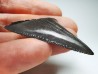 Fossil tooth of Great white shark: Carcharodon carcharias