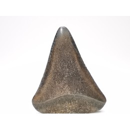 Dent fossile du GRAND REQUIN BLANC : Carcharodon carcharias