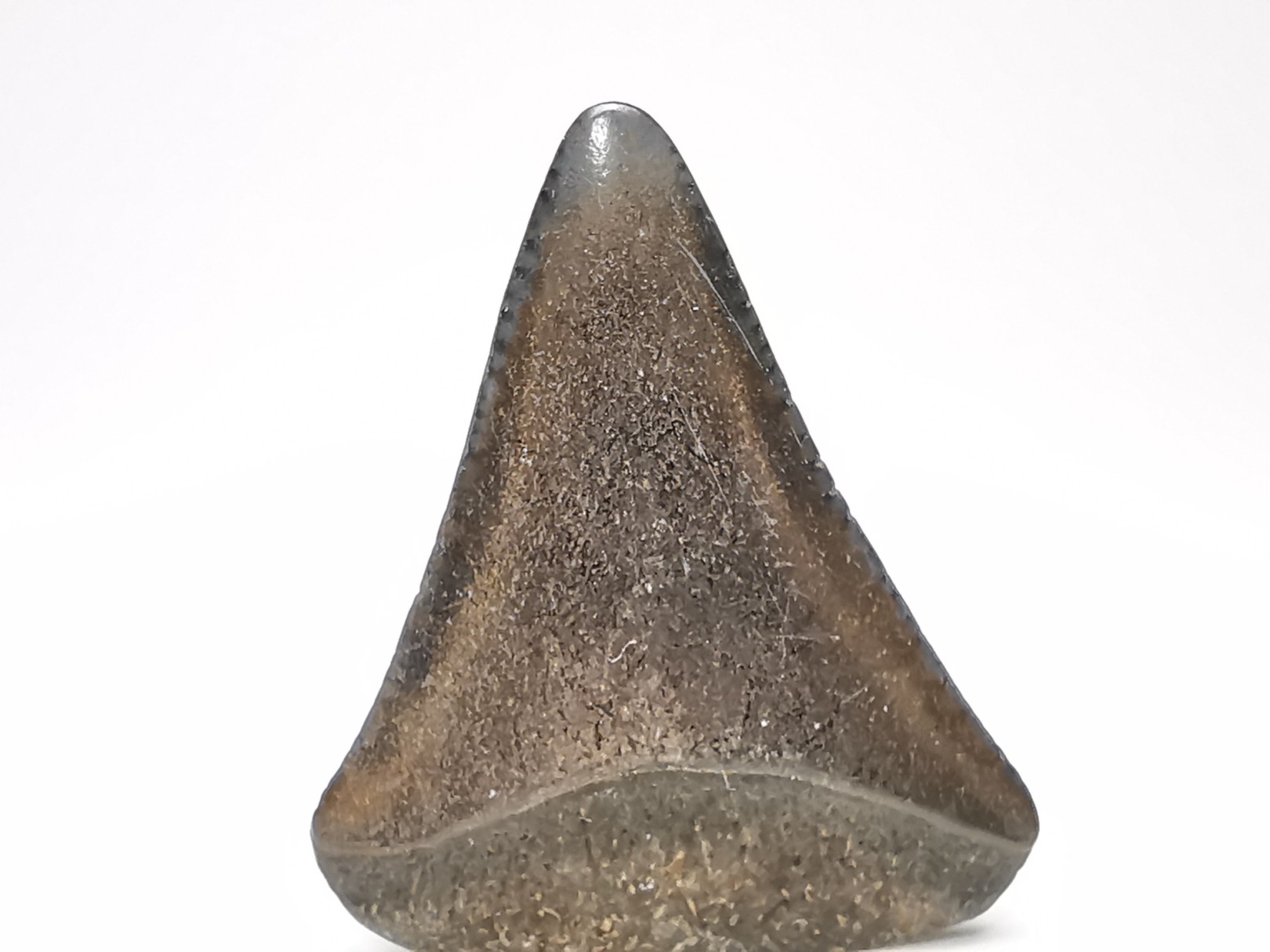 Fossil tooth of Great white shark: Carcharodon carcharias