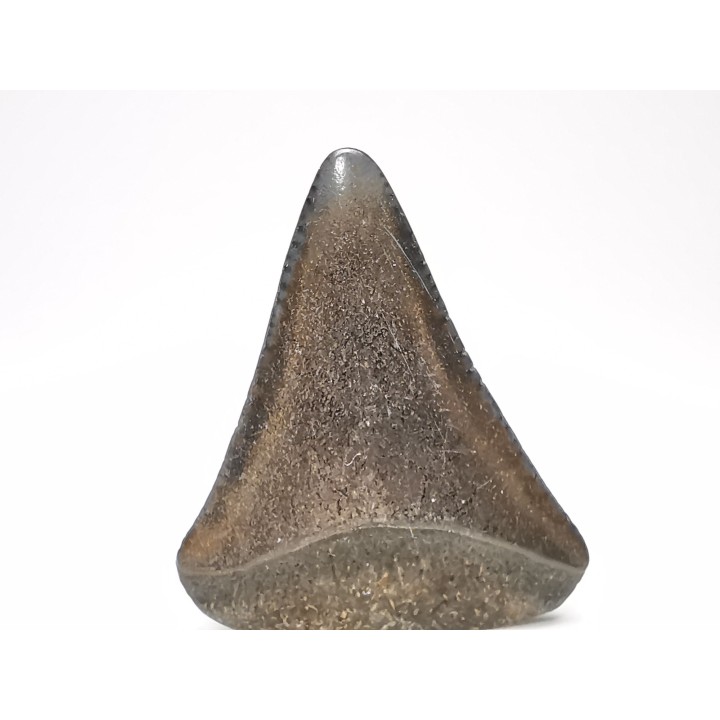 Fossil tooth of Great white shark: Carcharodon carcharias