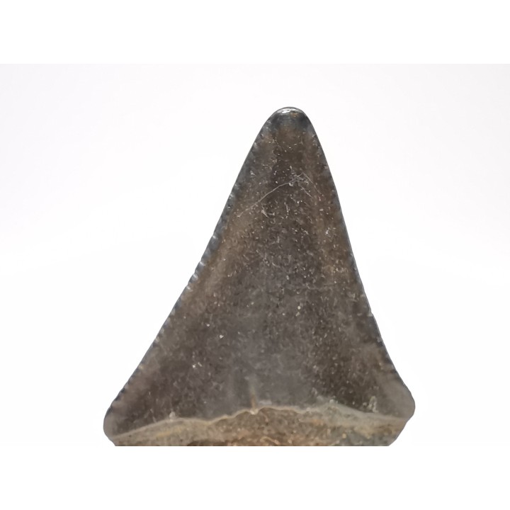 Fossil tooth of Great white shark: Carcharodon carcharias