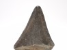Fossil tooth of Great white shark: Carcharodon carcharias