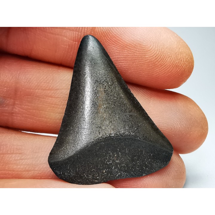 Fossil tooth of Great white shark: Carcharodon carcharias