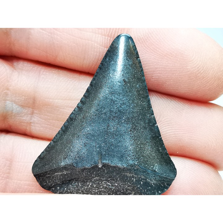 Fossil tooth of Great white shark: Carcharodon carcharias