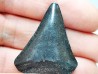 Fossil tooth of Great white shark: Carcharodon carcharias