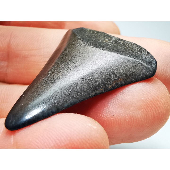 Dent fossile du GRAND REQUIN BLANC : Carcharodon carcharias