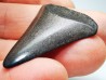 Fossil tooth of Great white shark: Carcharodon carcharias