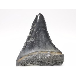 Dent fossile du GRAND REQUIN BLANC : Carcharodon carcharias