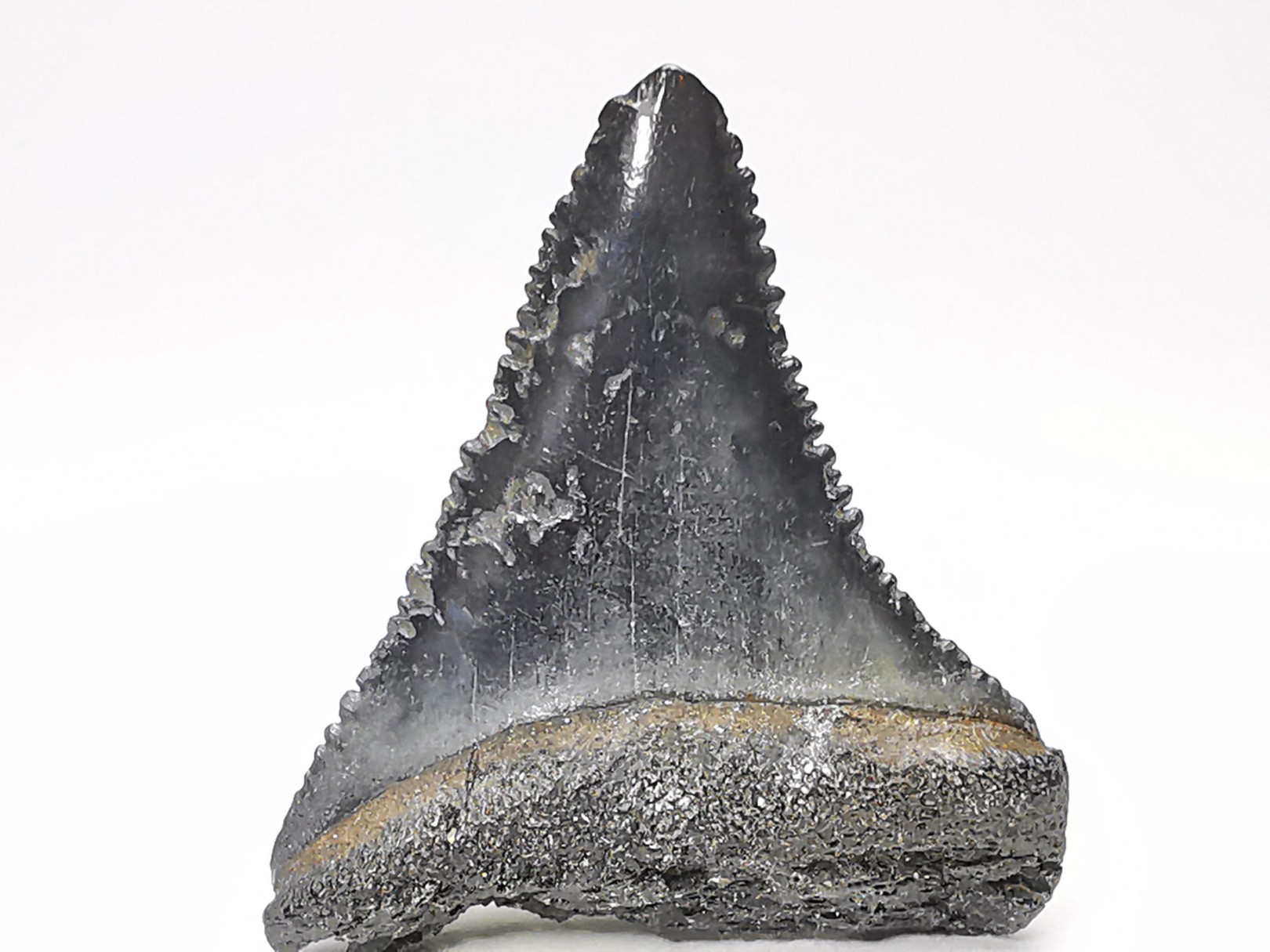 Dent fossile du GRAND REQUIN BLANC : Carcharodon carcharias