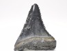 Dent fossile du GRAND REQUIN BLANC : Carcharodon carcharias