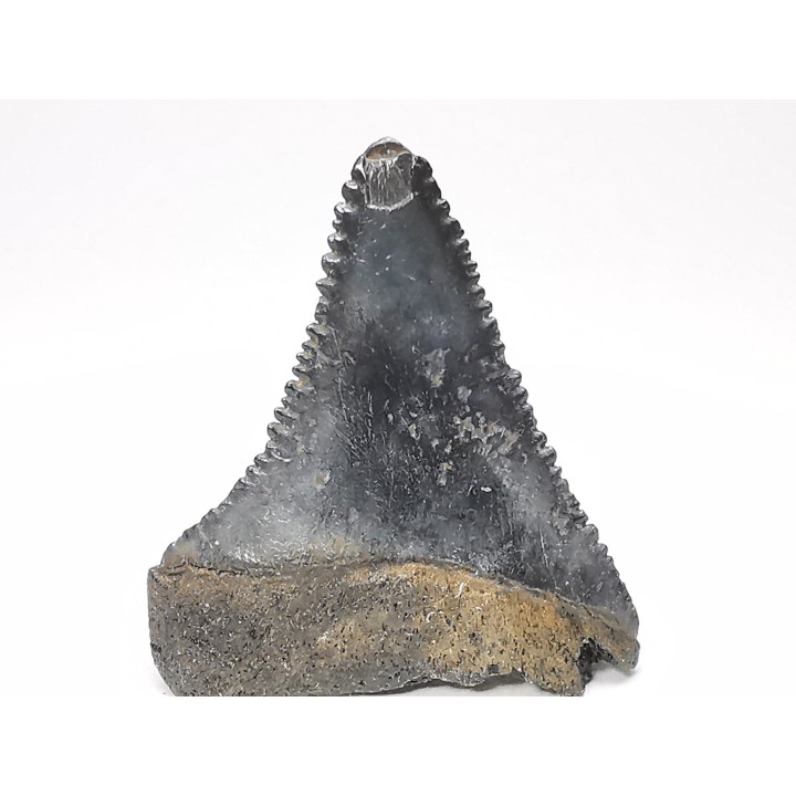 Fossil tooth of Great white shark: Carcharodon carcharias
