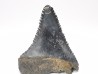 Fossil tooth of Great white shark: Carcharodon carcharias