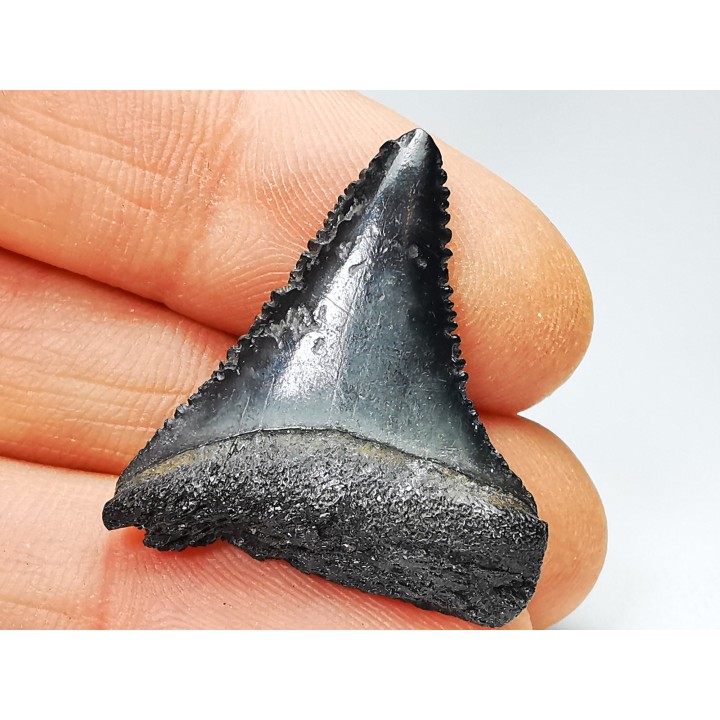 Fossil tooth of Great white shark: Carcharodon carcharias