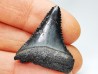 Dent fossile du GRAND REQUIN BLANC : Carcharodon carcharias