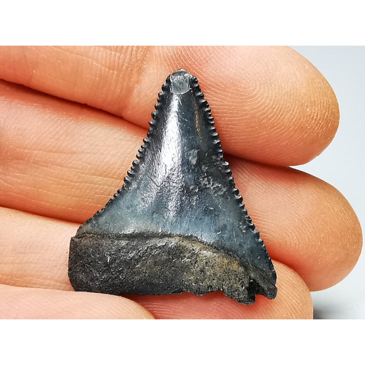 Fossil tooth of Great white shark: Carcharodon carcharias
