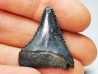 Dent fossile du GRAND REQUIN BLANC : Carcharodon carcharias