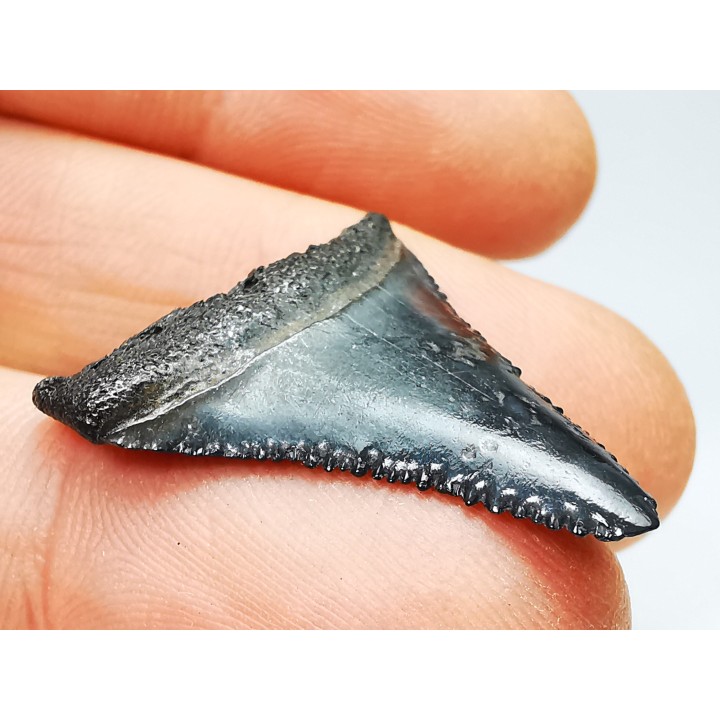 Dent fossile du GRAND REQUIN BLANC : Carcharodon carcharias