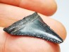 Dent fossile du GRAND REQUIN BLANC : Carcharodon carcharias