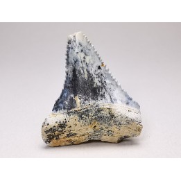Fossil tooth of Great white shark: Carcharodon carcharias