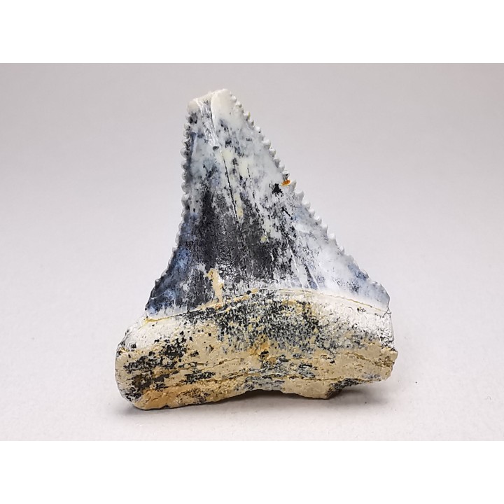 Dent fossile du GRAND REQUIN BLANC : Carcharodon carcharias