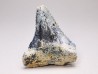 Fossil tooth of Great white shark: Carcharodon carcharias