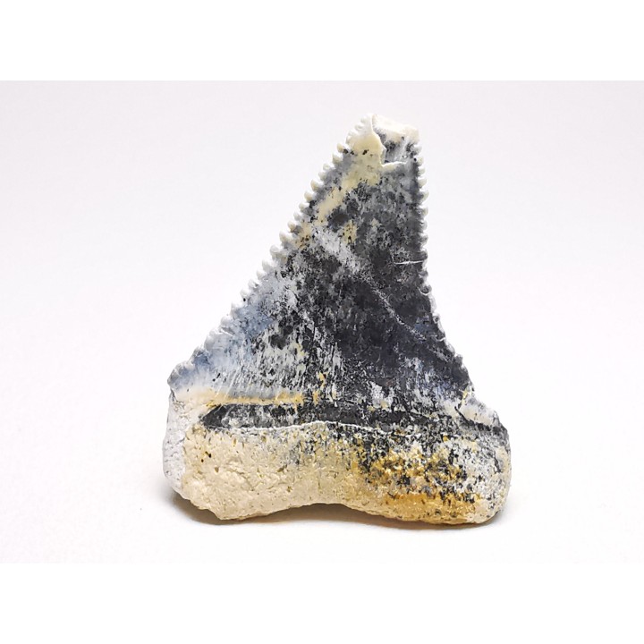 Fossil tooth of Great white shark: Carcharodon carcharias