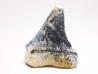 Fossil tooth of Great white shark: Carcharodon carcharias