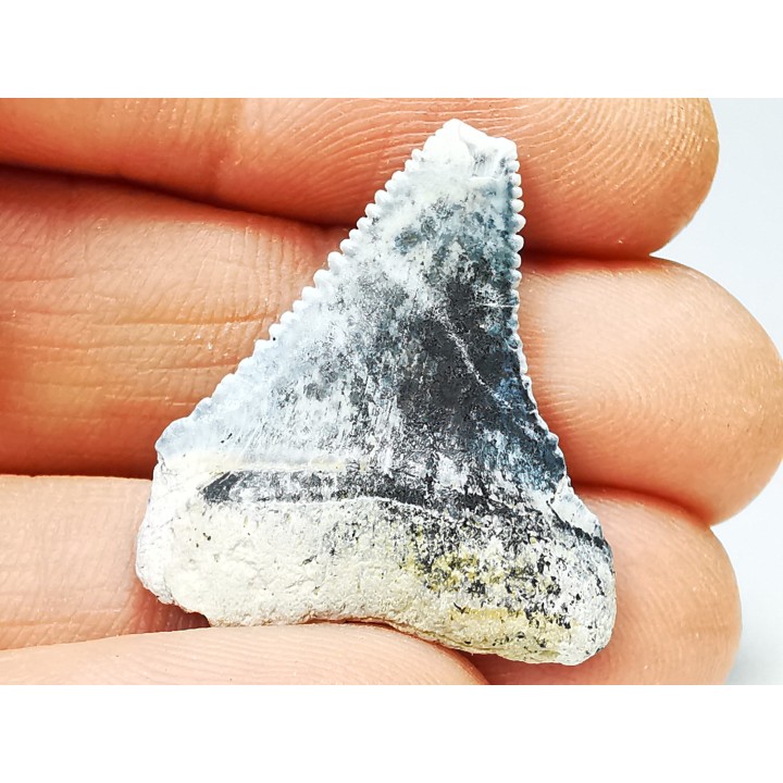 Fossil tooth of Great white shark: Carcharodon carcharias