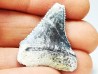 Fossil tooth of Great white shark: Carcharodon carcharias