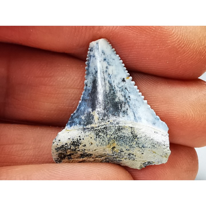 Fossil tooth of Great white shark: Carcharodon carcharias