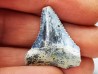 Dent fossile du GRAND REQUIN BLANC : Carcharodon carcharias