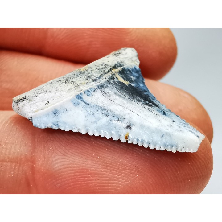 Dent fossile du GRAND REQUIN BLANC : Carcharodon carcharias