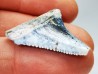 Dent fossile du GRAND REQUIN BLANC : Carcharodon carcharias