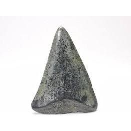 Fossil tooth of Great white shark: Carcharodon carcharias