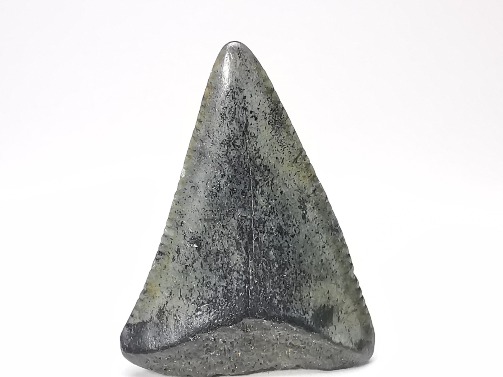 Fossil tooth of Great white shark: Carcharodon carcharias