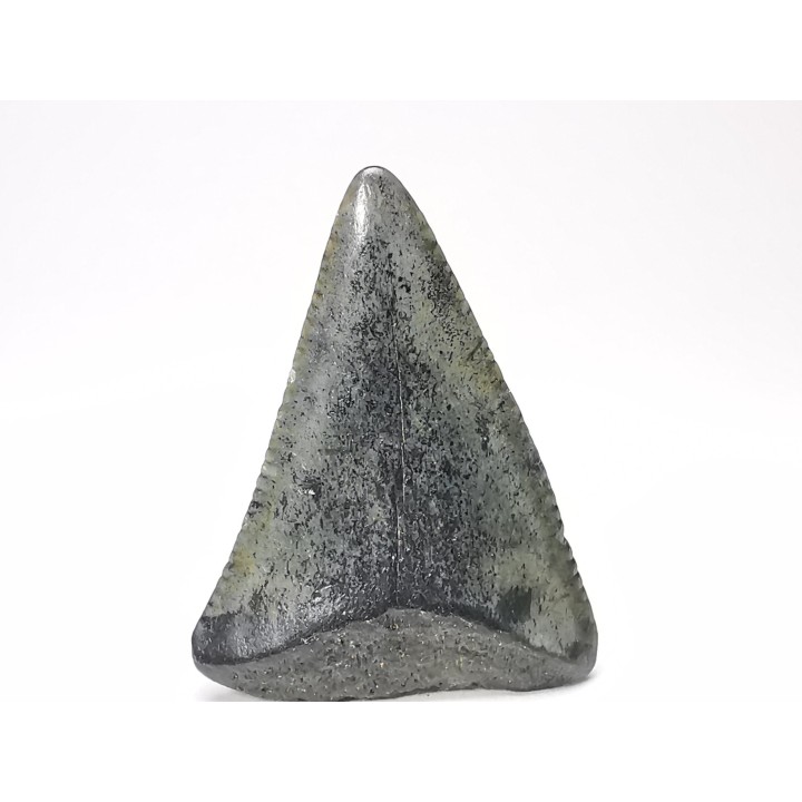 Dent fossile du GRAND REQUIN BLANC : Carcharodon carcharias