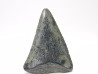 Fossil tooth of Great white shark: Carcharodon carcharias