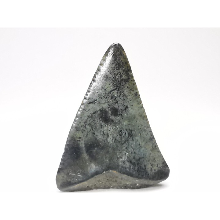 Fossil tooth of Great white shark: Carcharodon carcharias