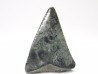 Dent fossile du GRAND REQUIN BLANC : Carcharodon carcharias