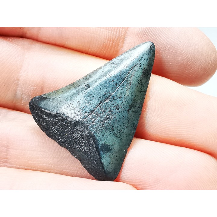 Dent fossile du GRAND REQUIN BLANC : Carcharodon carcharias