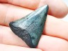 Fossil tooth of Great white shark: Carcharodon carcharias