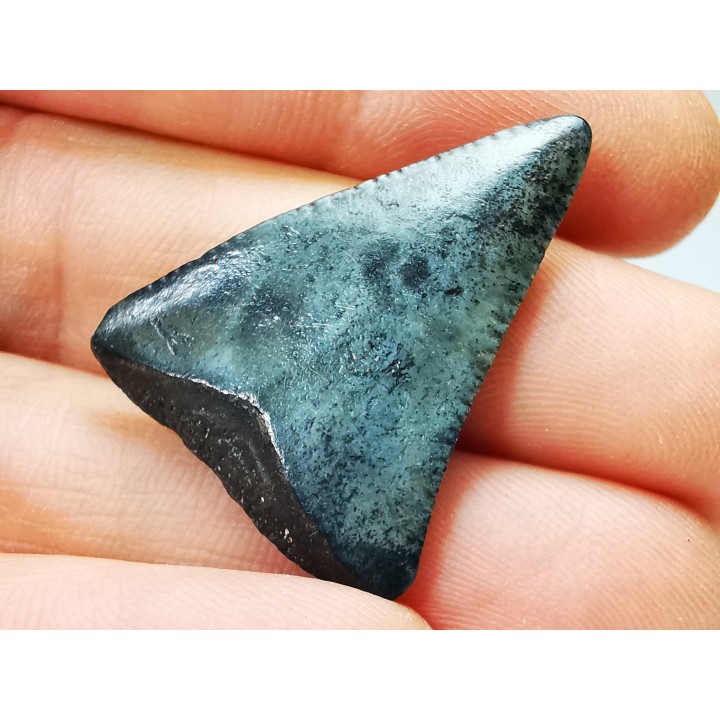 Dent fossile du GRAND REQUIN BLANC : Carcharodon carcharias