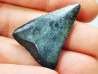 Fossil tooth of Great white shark: Carcharodon carcharias