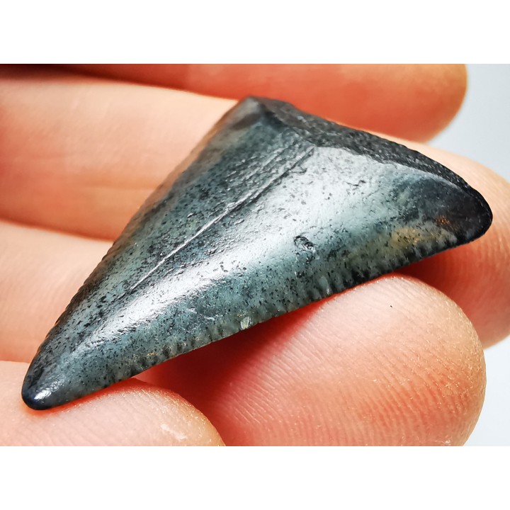 Fossil tooth of Great white shark: Carcharodon carcharias