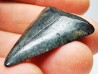 Dent fossile du GRAND REQUIN BLANC : Carcharodon carcharias