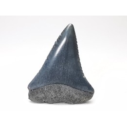 Fossil tooth of Great white shark: Carcharodon carcharias