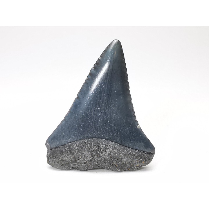 Fossil tooth of Great white shark: Carcharodon carcharias