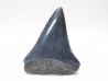 Fossil tooth of Great white shark: Carcharodon carcharias
