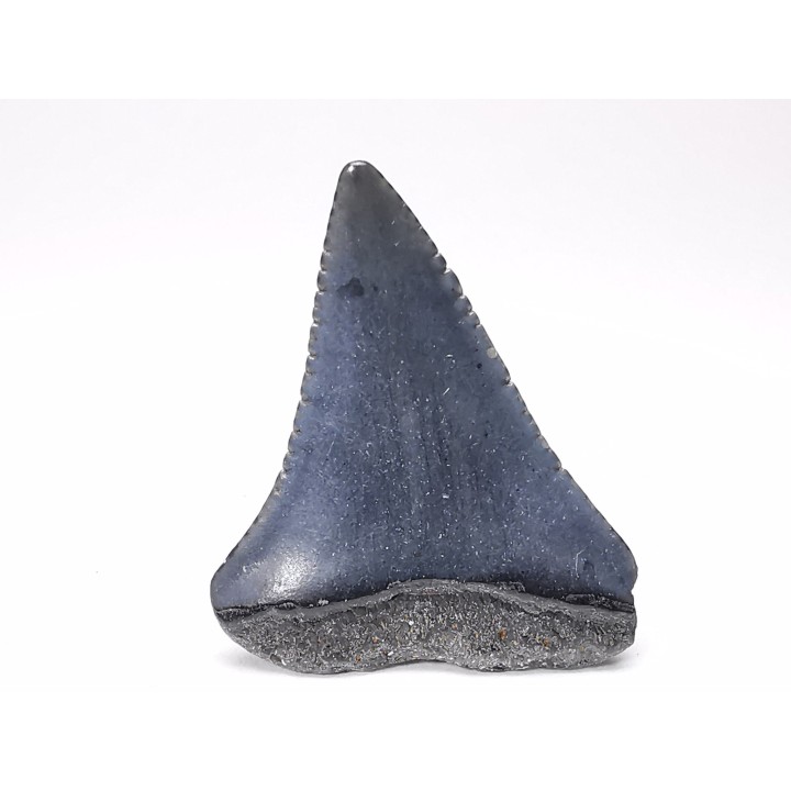Fossil tooth of Great white shark: Carcharodon carcharias